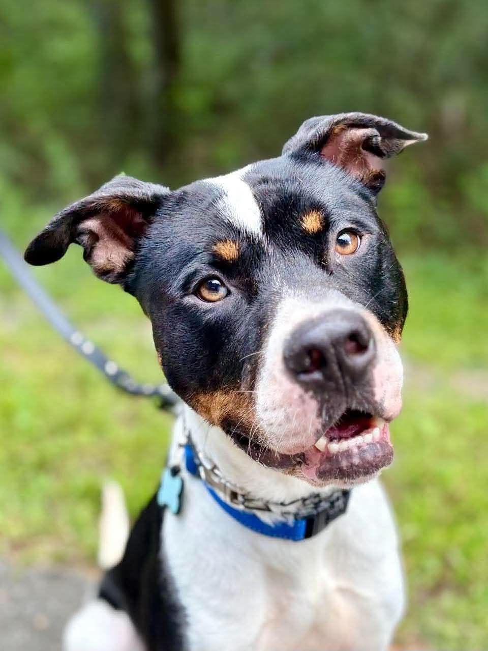 Photo of Ace