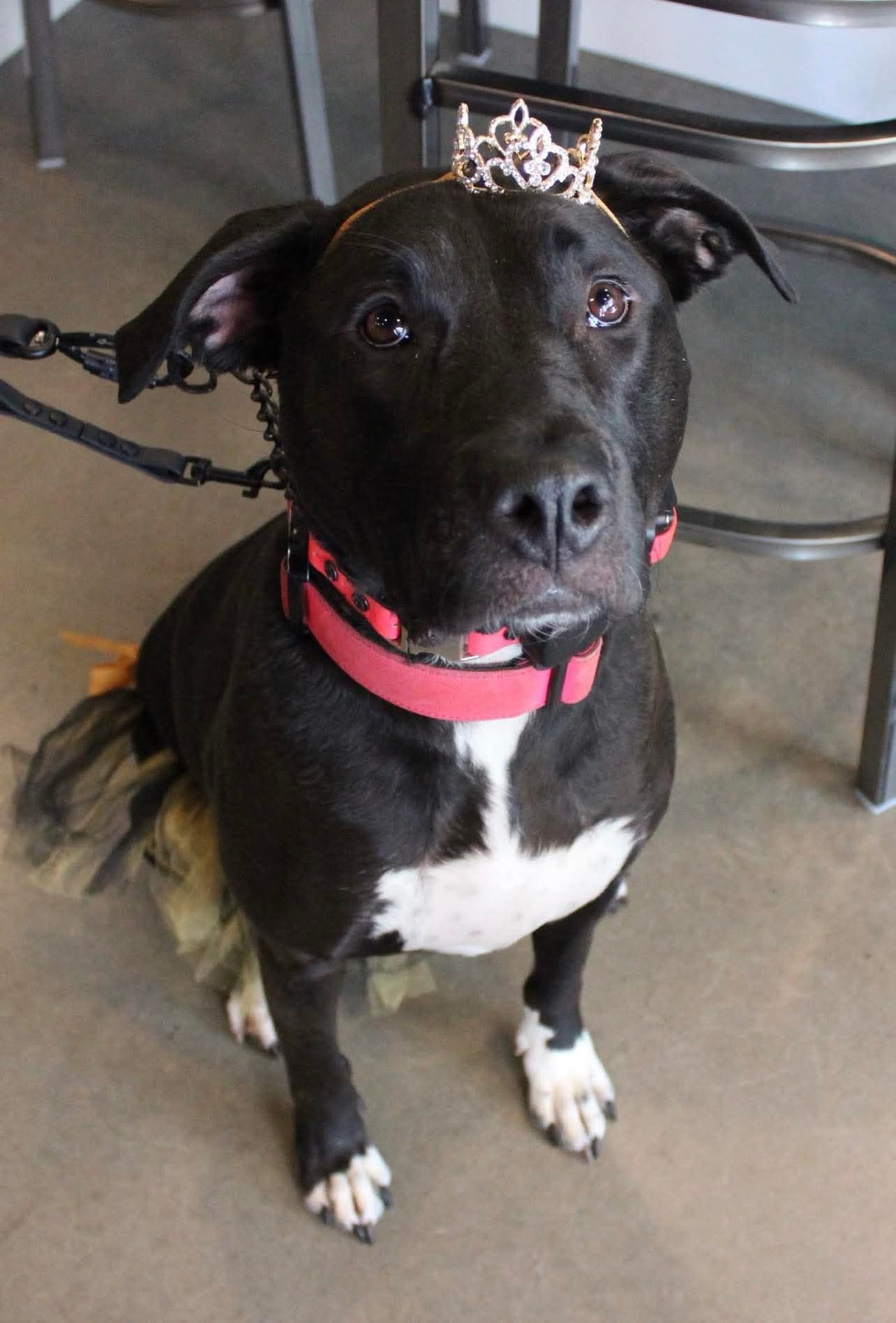 Photo of Nala