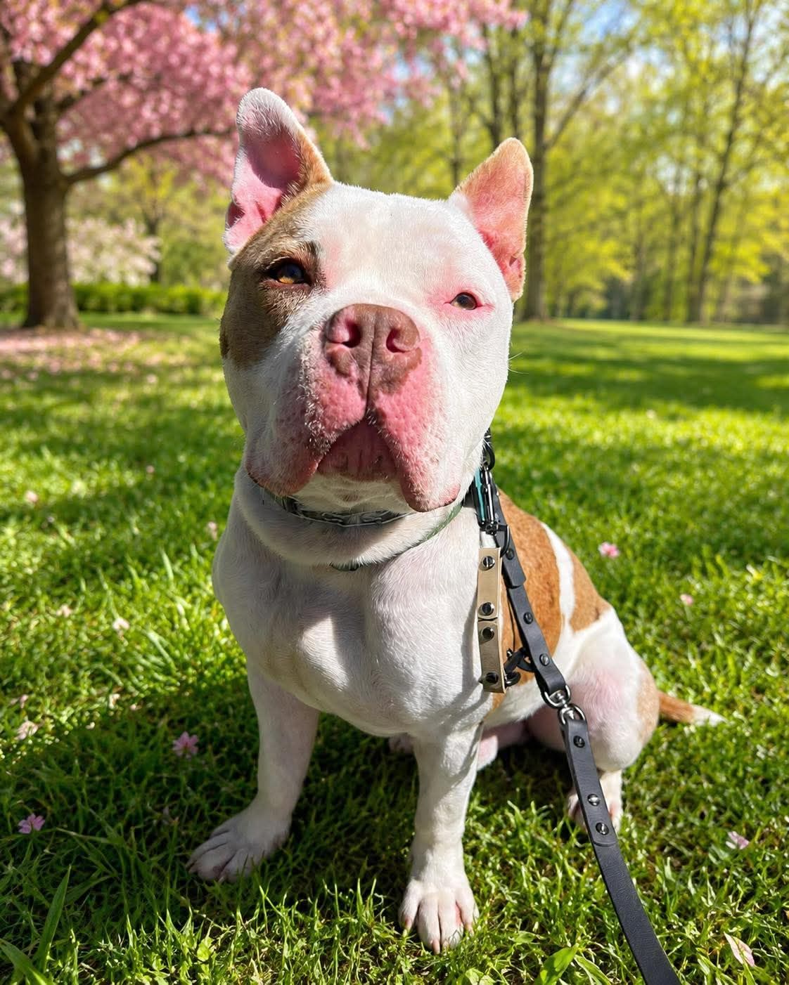 Photo of Archie