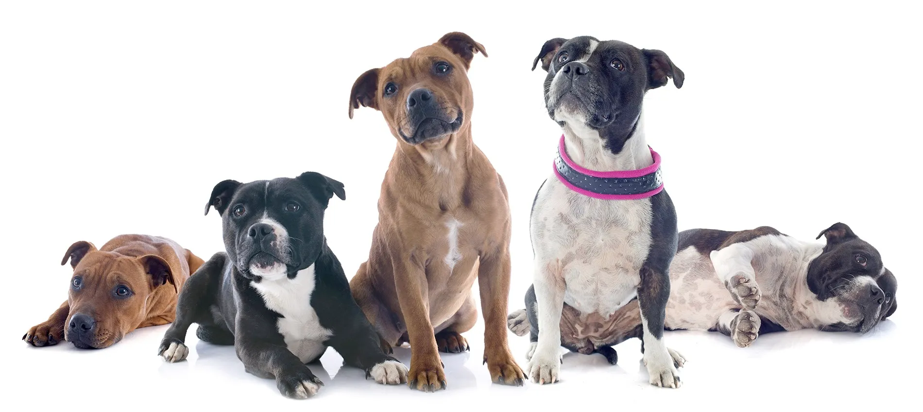 Five Staffordshire bull terriers sitting and lying together